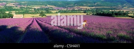 Frau im Feld von Lavendel in der Nähe von Villars in der Provence. Frankreich Stockfoto