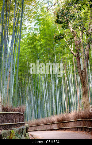 Berühmte und beliebte Touristenattraktion, der eingezäunte breite Pfad, der durch einen grünen Bambushain bei Arashiyama in Kyoto führt. Keine Personen. Stockfoto