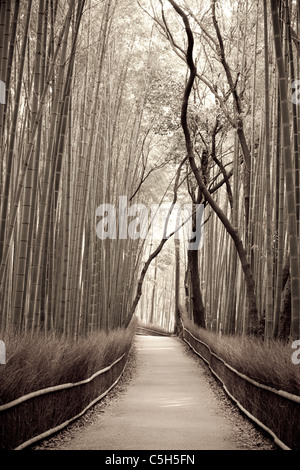 Berühmte und beliebte Touristenattraktion, der eingezäunte breite Pfad, der durch einen grünen Bambushain in Arashiyama, Kyoto, führt. Keine Personen. Sepia-Ton. Stockfoto