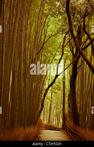 Berühmte und beliebte Touristenattraktion, der eingezäunte breite Weg, der durch einen grünen Bambushain bei Arashiyama in Kyoto führt, alter Fotoeffekt. Stockfoto