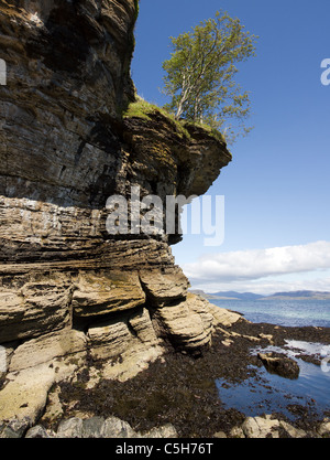 Überhängenden Birken auf erodierten felsigen Klippen am Ufer des Loch ich in der Nähe von Elgol, Isle Of Skye, Schottland, UK Stockfoto