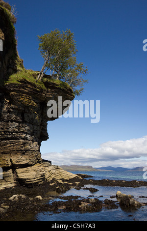 Überhängende Bäume auf erodierten felsigen Klippen an den Ufern des Loch ich in der Nähe von Elgol mit blauem Himmel, Isle Of Skye, Schottland Stockfoto