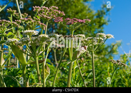 Nahaufnahme von KuhPetersilie Wildblumen anthriscus sylvestris vor hellblauem Himmel im Sommer England Großbritannien Großbritannien Großbritannien Großbritannien Stockfoto