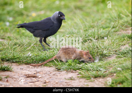 Braune Ratte Rattus Norvegicus Fütterung mit Dohle Stockfoto