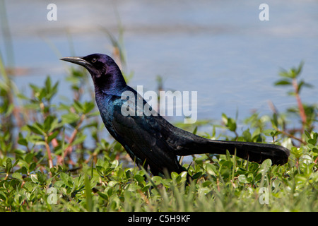Männliche Boot angebundene Grackle (Quiscalus großen) Stockfoto
