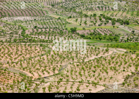 Baum und Obstgarten Olivenhaine an den Hängen der Berge der Sierra Nevada in der Nähe von La Calahorra, Andalusien, Spanien. Stockfoto