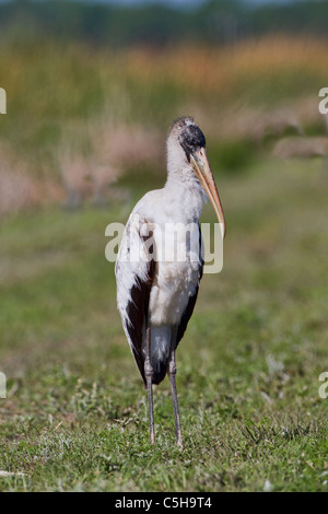 Holz-Storch (Mycteria Americana) Stockfoto