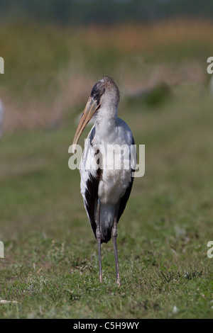 Holz-Storch (Mycteria Americana) Stockfoto