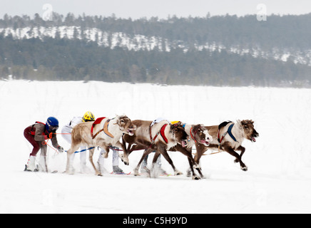 Rentier-Rennen in Inari, Lappland, Finnland Stockfoto