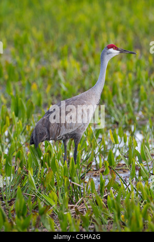 Sandhill Kran (Grus Canadensis) Stockfoto