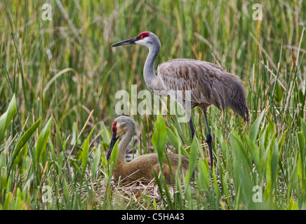 Sandhill Kran (Grus Canadensis) nisten einer Sitzung auf andere Vogel stehen neben nest Stockfoto