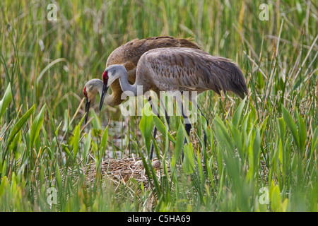 Sandhill Kran (Grus Canadensis) am Nest ändern Sitter Stockfoto