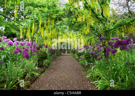 Der Laburnum Arch (Laburnum anagyroides) und die Purple Alliums in Dorothy Clive Gardens, Stoke-on-Trent England, Großbritannien Stockfoto