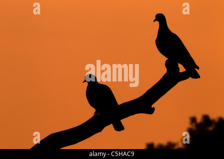 Hohltaube Columba Oenas paar bei Sonnenaufgang Stockfoto