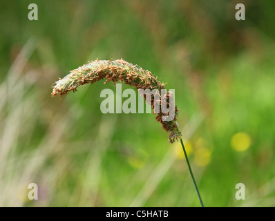 Wiese Foxtail grass (Alopecurus pratensis), Blütenstand und Antheren, Staffordshire, England, UK Stockfoto