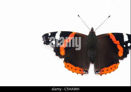 Vanessa Atalanta. Red Admiral Schmetterling auf weißem Hintergrund Stockfoto