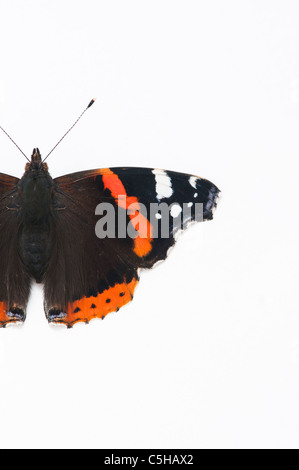 Vanessa Atalanta. Red Admiral Schmetterling auf weißem Hintergrund Stockfoto