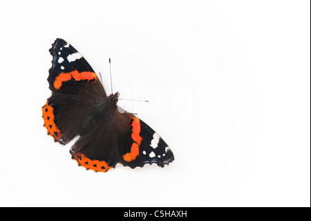 Vanessa Atalanta. Red Admiral Schmetterling auf weißem Hintergrund Stockfoto