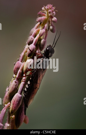 Einzelne Insekt auf Blüte, Devon UK sitzen. Stockfoto