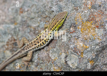 Schlange-eyed Lizard (Ophisops Elegans Macrodactylus) Stockfoto