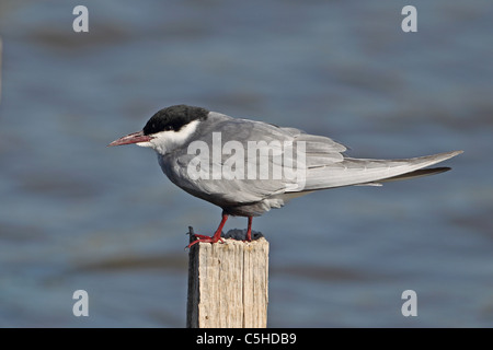 Weissbart-Seeschwalbe (Chlidonias Hybridus) Stockfoto