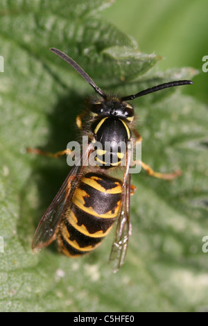 Gemeinsamen Wespe Vespula Vulgaris, Lincolnshire, UK Stockfoto