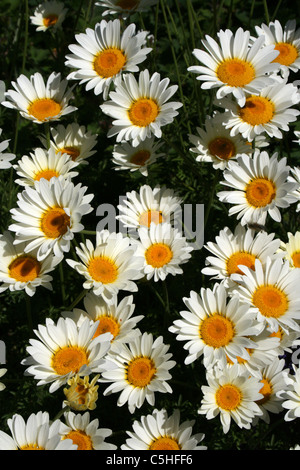 Anthemis Tinctoria 'Wargrave Vielfalt' Stockfoto