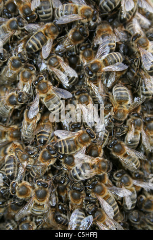 Honig-Bienen-Apis Mellifera, Lincolnshire, UK Stockfoto