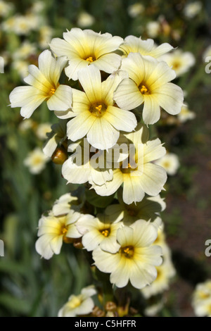 Sisyrinchium Striatum "Tante Mai" am Ness Botanic Gardens, Wirral, UK Stockfoto
