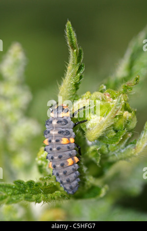 Seven-Spot Ladybird Larven Coccinella Septempunctata auf die kurz vor der Verpuppung Stockfoto