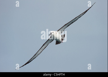 Atlantic Gelb - gerochen Albatross im Flug Stockfoto