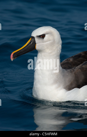 Porträt von einem Erwachsenen Atlantic gelbe Nase Albatros Stockfoto