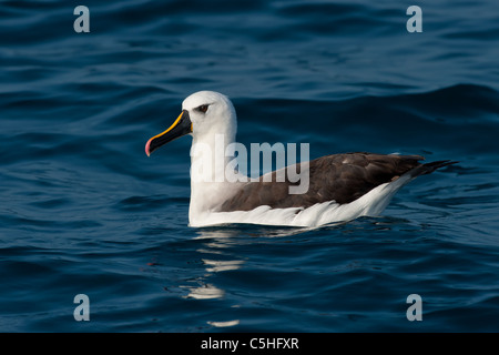 Atlantische gelb-nosed Albatross Stockfoto