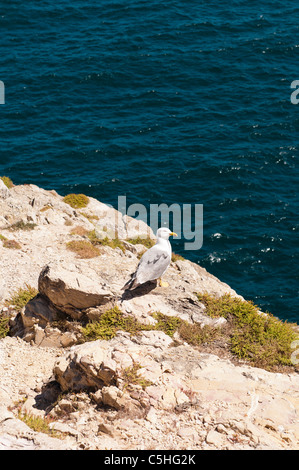 Möwe auf Klippe, Algarve Portugal Stockfoto