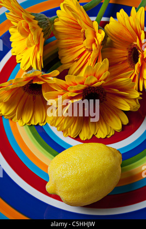 Gerbera Daisy und Zitrone auf Kreis Platte Stockfoto