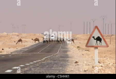 Algerien. In der Nähe von Ouargla, östliche Sandsea. (Grand Erg Oriental). Wüste Sahara. Kamele überqueren. Stockfoto