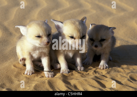 Algerien. In der Nähe von Ouargla, in den östlichen Sandsea. (Grand Erg Oriental). Wüste Sahara. Fennec. Fennecus Zerda. Junge. Stockfoto