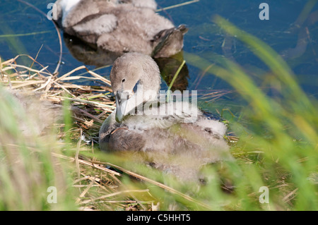 6 Wochen alten Höckerschwan Cygnets auf einem Teich in Loughborough, Leicestershire, England, UK Stockfoto