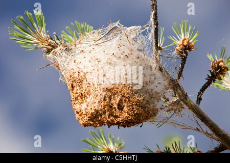 Nester der Kiefer Pinienprozessionsspinner Caterpiller (Thaumetopoea Pityocampa) in Kiefern in den Sierra Nevada Bergen Stockfoto