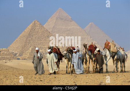 Ägypten, Gizeh bei Kairo. Kameltreiber und Kamele vor Pyramiden von Gizeh. Stockfoto