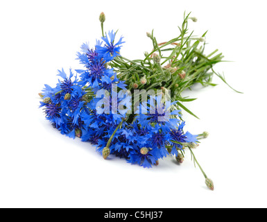 Kornblume Blumenstrauß isoliert auf weißem Hintergrund Stockfoto