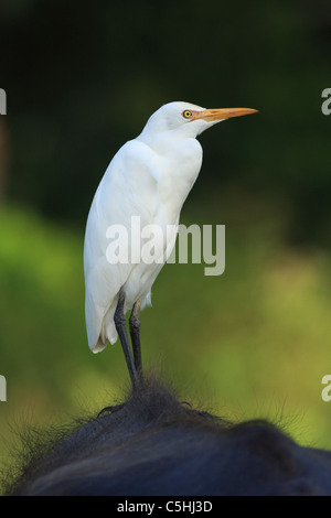 Kuhreiher (Bubulcus Ibis) thront auf dem Rücken des Büffels watter Stockfoto