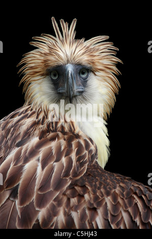 Philippine Eagle (Pithecophaga Jefferyi) Porträt mit schwarzem Hintergrund Stockfoto