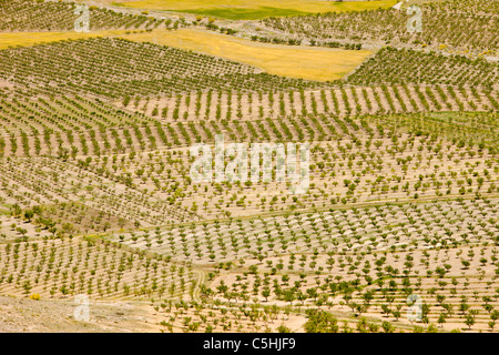 Baum und Obstgarten Olivenhaine an den Hängen der Berge der Sierra Nevada in der Nähe von La Calahorra, Andalusien, Spanien. Stockfoto