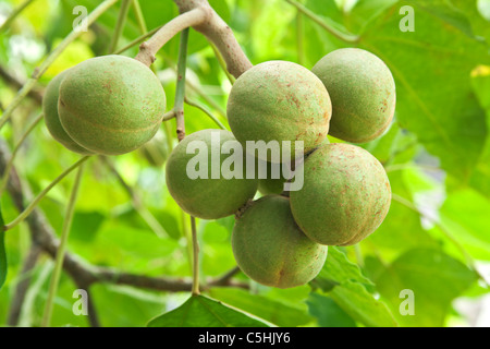 Kukui Obst, Zweig. Stockfoto