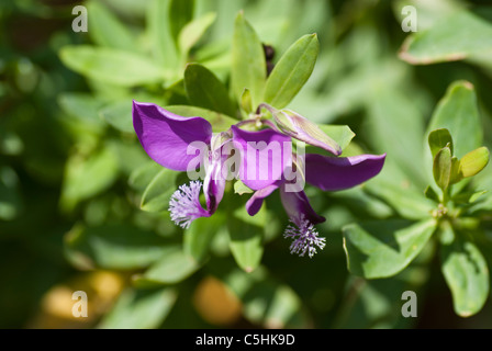 Polygala X Dalmaisiana Blumen Stockfoto