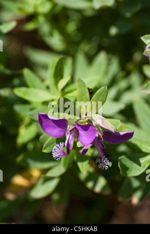 Polygala X Dalmaisiana Blumen Stockfoto