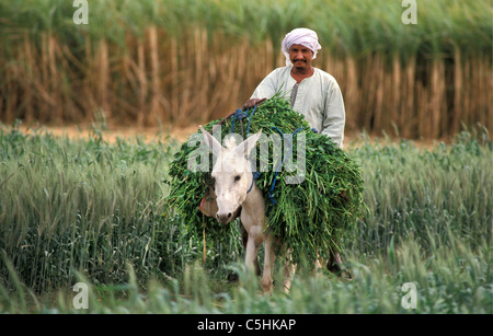Ägypten, Luxor / Nil. West Bank. Landwirt sammeln Futter für sein Vieh am Westufer des Nil Flusses in der Nähe von Luxor. Stockfoto