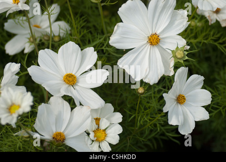 Cosmos Bipinnatus Sonata White Stockfoto