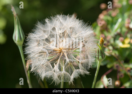 Ziegenmilch Bart, seed Tragopogon Pratensis Kopf Stockfoto